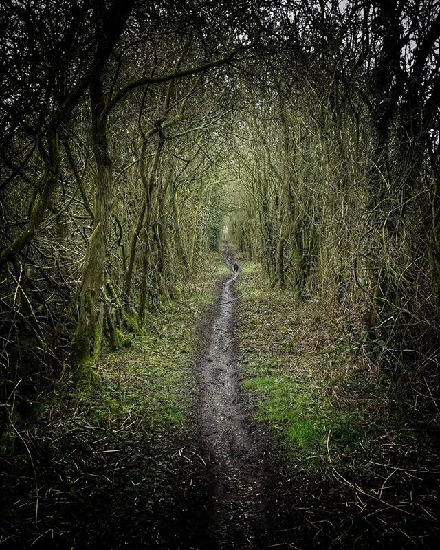 Jimmytinsel's tweet photo. I see the path has had a bit of a trim #walk #walking #derbyshire #localpaths #spooky https://t.co/950ITy62xM https://t.co/5IIkkXyAcL