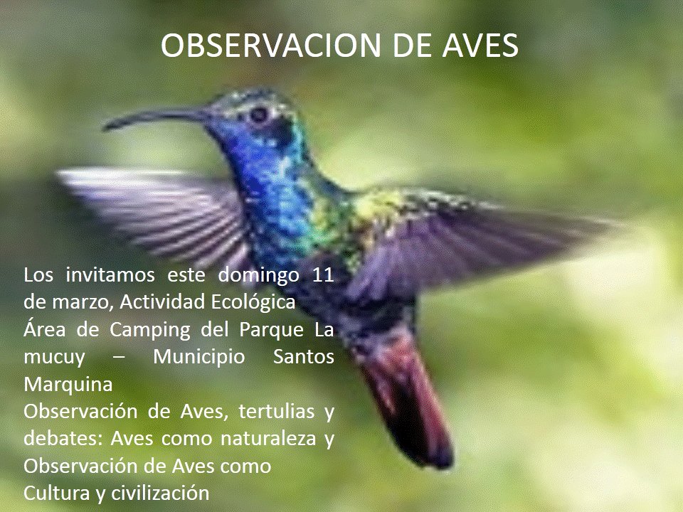 TurismoTabay1's tweet photo. Municipio Santos Marquina. Observación de Aves https://t.co/wWtEGKOfVD