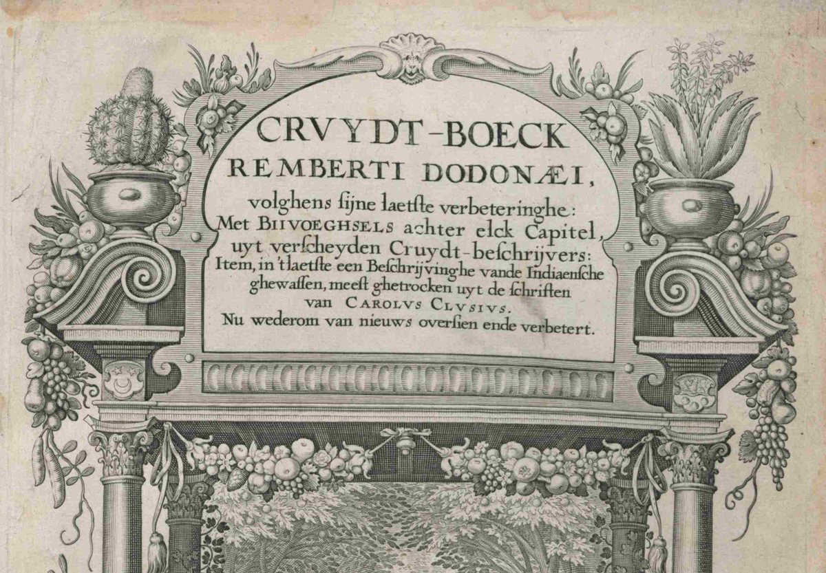 MJMarinus's tweet photo. #OTD 433 stierf Rembert #Dodoens wiens #kruidenboek door generaties apothekers werd gebruikt https://t.co/Xp2WMyPpHM https://t.co/KlH7Mad262