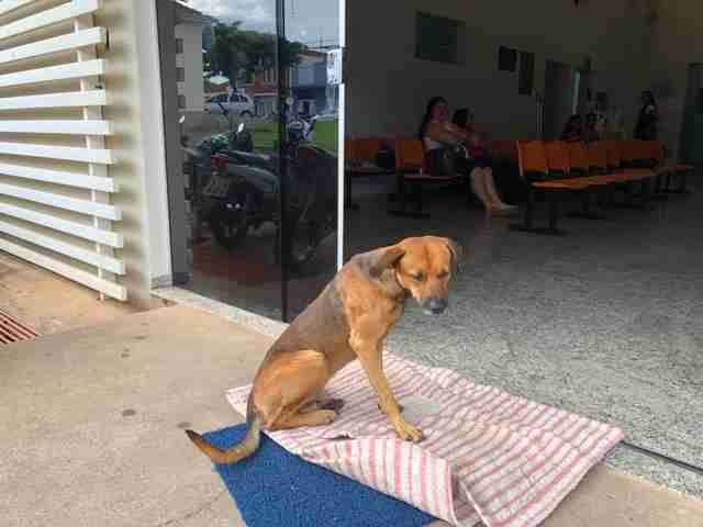 dodo's tweet photo. This loyal dog refuses to stop waiting outside the hospital for his best friend who died 💔 https://t.co/RV0BnkvgWn https://t.co/P5awn3wrvh