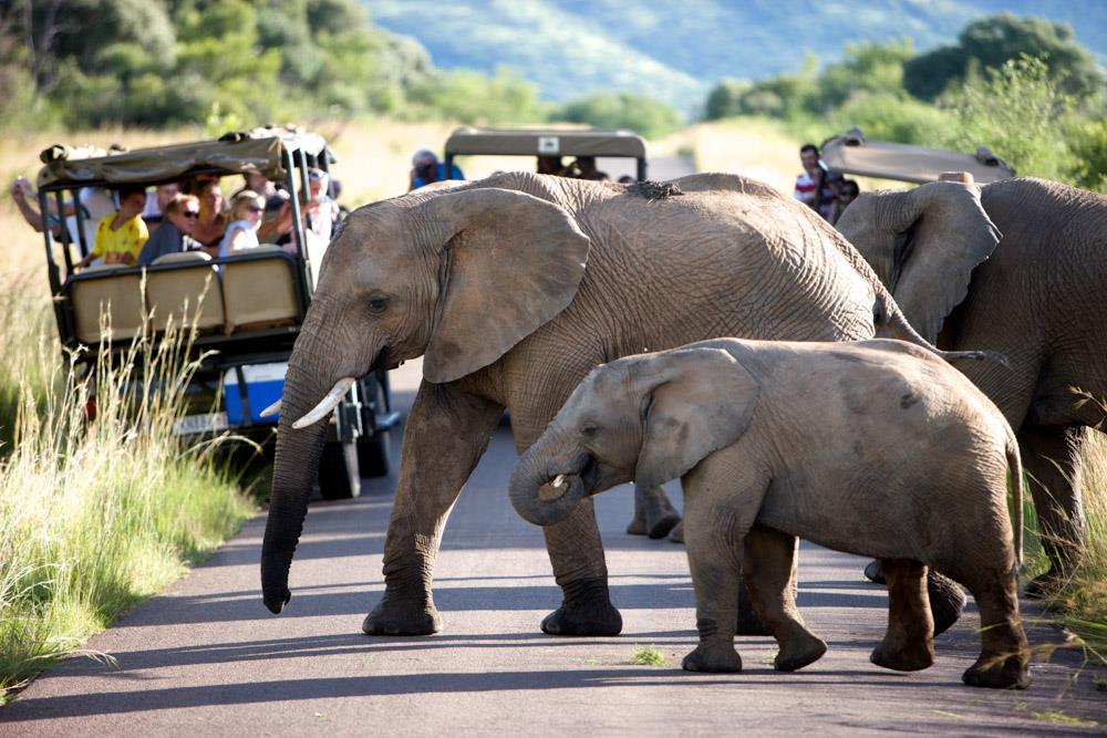 safariinsa's tweet photo. Shepherd’s Tree Game Lodge offers stunning views from every suite and a  wide range of activities in this malaria-free Big 5 park.❤️❤️
 https://t.co/GmOuwtCLes
 #safari #pilanesberg #big5 #southafrica #africa #animal #wildlife #shepherdstree #luxurytravel #travel https://t.co/LpdzE9Hod6