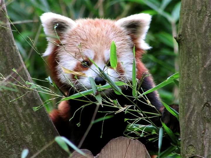 Le parc de Clères ré-ouvre ses portes aujourd'hui ! Prêts pour une nouvelle saison ? seine-maritime-tourisme.com