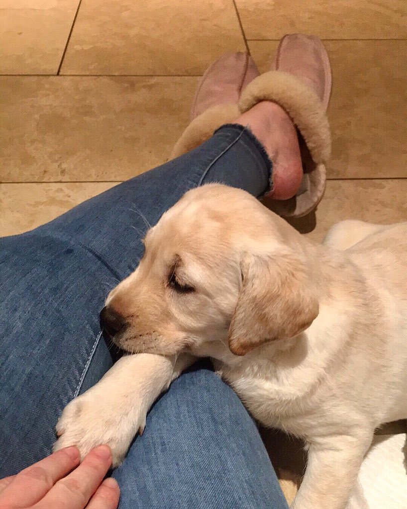 ashleigho12's tweet photo. Meet the newest member of Newbeck Farms &amp; Robertshaw Livestock!! Betty Robertshaw has landed 😍🐶 https://t.co/uM7h9dDSo0