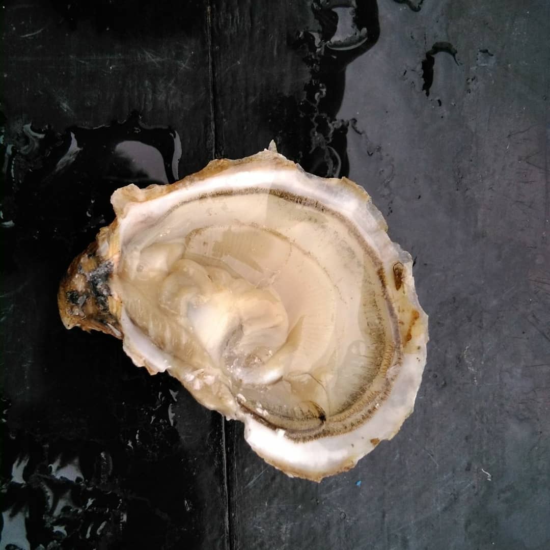 Ostras De Cadiz (@ostrasc) on Twitter photo 