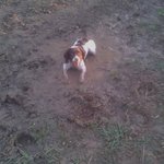 Photo by Sunday Spaniels (@SundaySpaniels)