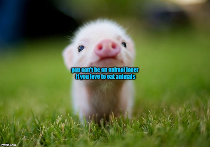 'You can't be an animal lover if you love to eat animals' - Suna Mutcer 
#pigs #cows #sheep #lambs #chickens #dogs #cats #fish 
@rickygervais #vegetarian #vegan #AnimalsAreSentient