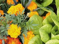 urbaninteriors5's tweet photo. Companion Planting: Plants That Thrive Together https://t.co/G9kE9LdsBl #gardening https://t.co/JZ7RxinPUY