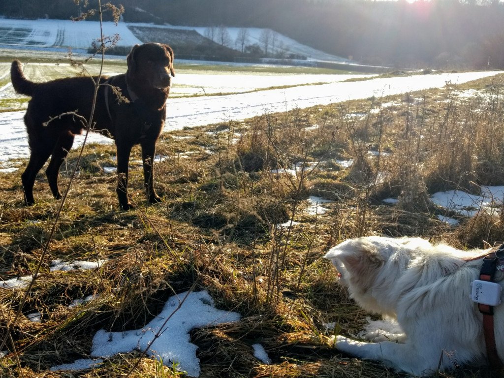 paulaverte's tweet photo. Wer sucht, der findet! GPS-Tracker für Hunde https://t.co/vlKBBHUPYx https://t.co/QjZZ5nP7Kh