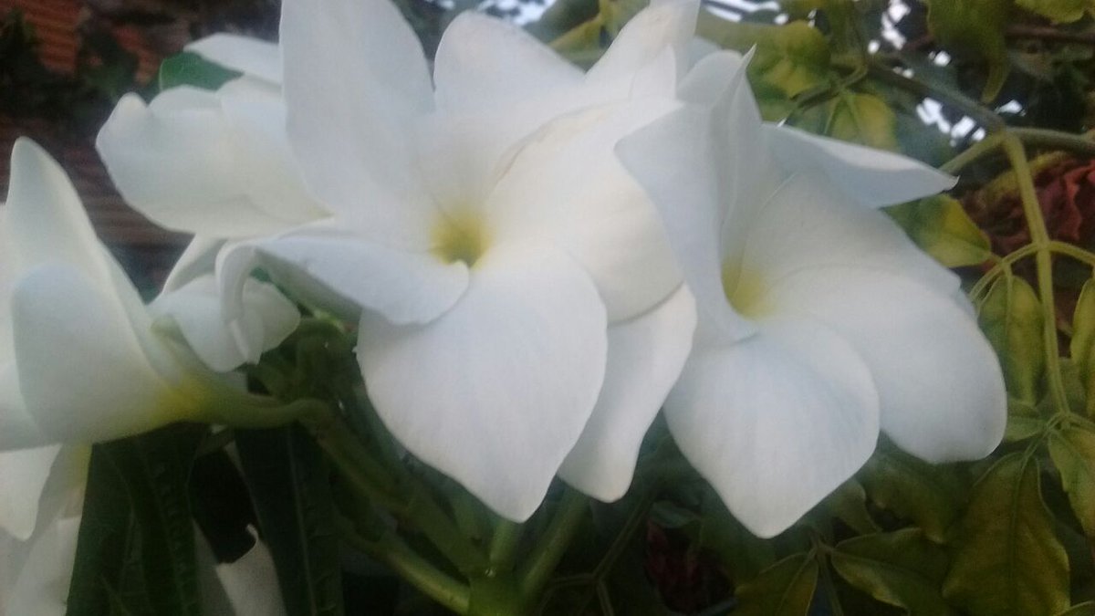 Sábadou.....😁 #BetaQuerLab #BetaAjudaBeta #BetaAjudaBeta