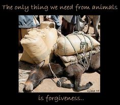 HaliaV4non's tweet photo. #AnimalRights #animalexplotation #animalabuse #respect4animals
Poverty has nothing to do with the lost of humanity. #Respect https://t.co/ML11MiziXo