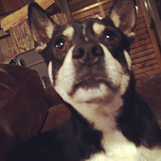 ryu20130517's tweet photo. #風呂上がり /#justtookashower
#ミックス犬 #雑種犬 #ワンコ #いぬ #ペット #日本犬 #柴犬 #黒柴 #犬のいる暮らし #いぬのきもち
#dogs #dogsofinstagram #dogsofig #doglovers #doglife #doggy #lovedoggies #shibainu #mix https://t.co/VdvaeoW64F