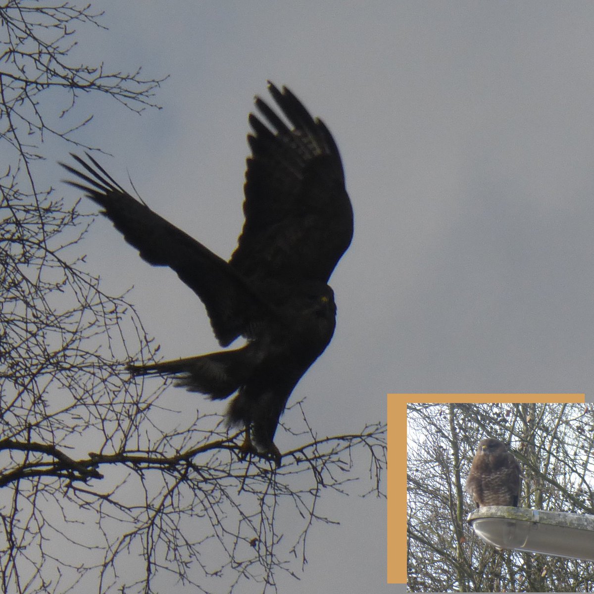 dvanduuren1's tweet photo. Nature Walks in Winter
Sometimes
it's a good idea to look up!
Is it a buzzard?
#naturewalksinwinter #birdphotography #buzzard #NaturePhotography #naturelovers #Departure #LookUp #birdwatching #WingsUp #ornithology #trees #predatorybird #silhouette #closeup #NatureBeauty https://t.co/kPmzhTt4pd