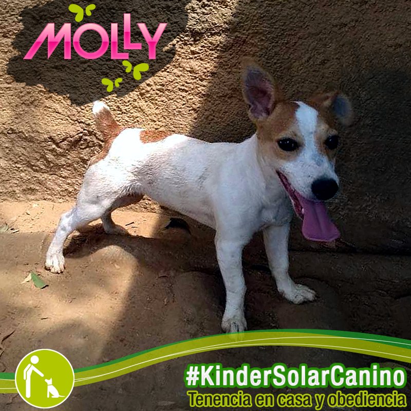 solarcanino's tweet photo. Le damos la bienvenida a #MollySolarCanino quien estará participando en el programa de #KinderSolarCanino donde aprenderá a comportarse en casa 😊
#SolarCanino #EscuelaCanina #CachorrosFormidables
Síguenos:
https://t.co/QTJHWlijqX
https://t.co/rVuaWO8I0y https://t.co/j1qJB69luL