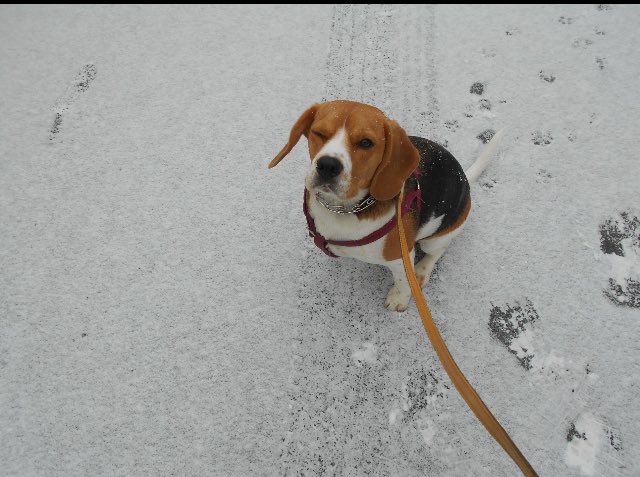 MyrtilleBeagle's tweet photo. Coucou ! Voilà une photo de ma première neige ! Avec un petit clin d’œil au passage ! 😉
Ne suis je pas mignonne ?!
#funnydog #lovelydog #dogoftheday #dogbeautiful #dailypic #dailypost #petstagram #instadaily #instapic #dog #beagle #beaglover #beaglemania #followers #snow https://t.co/X2qBGG5mrd