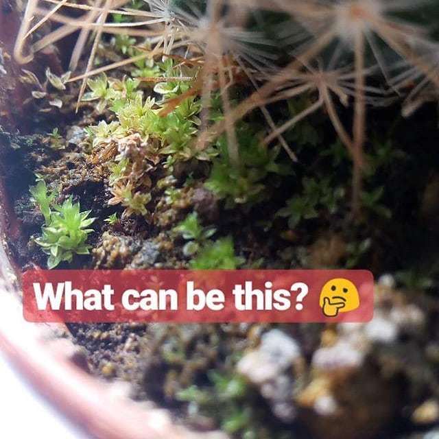 conceptiasis's tweet image. What can be this? 🤔

#question #cactus #🌵 #🌱 #⁉️ ift.tt/2FwUZIG