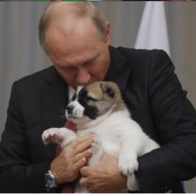 jeannesmith1's tweet photo. @europe4strays Appeal to @RussianEmbassy Please donโt kill #Dogs for #Football @FIFAWorldCup Dogs are companion animals. Loving & loyal family members. Amusing & gentle friends who help us in so many ways. Proven to have the intelligence & emotions of children. #Respect4Dogs https://t.co/xh6DGdq13r