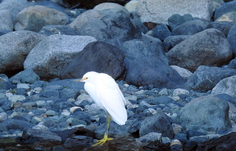 FernandezMaryte's tweet photo. #BuenosDiasATod@s
#FaunaTintillas presencie el censo de las aves ha subido un 60% sú población. Una buena @argentinapatago
@laangosturacom @beylerbeylikemo @clautenacity @elviajeroMP @LARACLETTESMA @ddrromerook @AvesArgentinas @PhotoTimeGeo @ElBolsonOficial @EduardoCorreaM3 https://t.co/NEyF4d0l9A