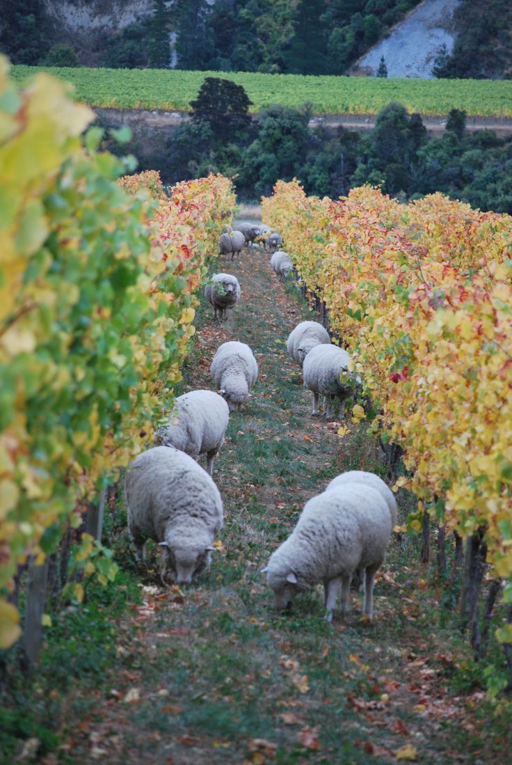 foto del día: ovinos entre viñedos!