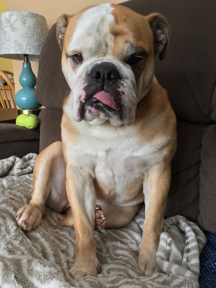 camp_peaches's tweet photo. Tongue game strong #BullDog #dogsoftwitter https://t.co/wZGpKtzpeC