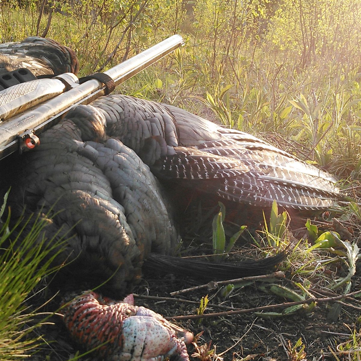 WMOMedia's tweet photo. The Hammock Seat, tactical backpack and the Beard Buster shotgun sight are a killer trio for turkey hunting. #deadringerhunting #beardbuster #hammockseat #deadringertacticalbackpack #deckedoutindeadringer https://t.co/f7BtXtzDZG https://t.co/wGKotZgwFE