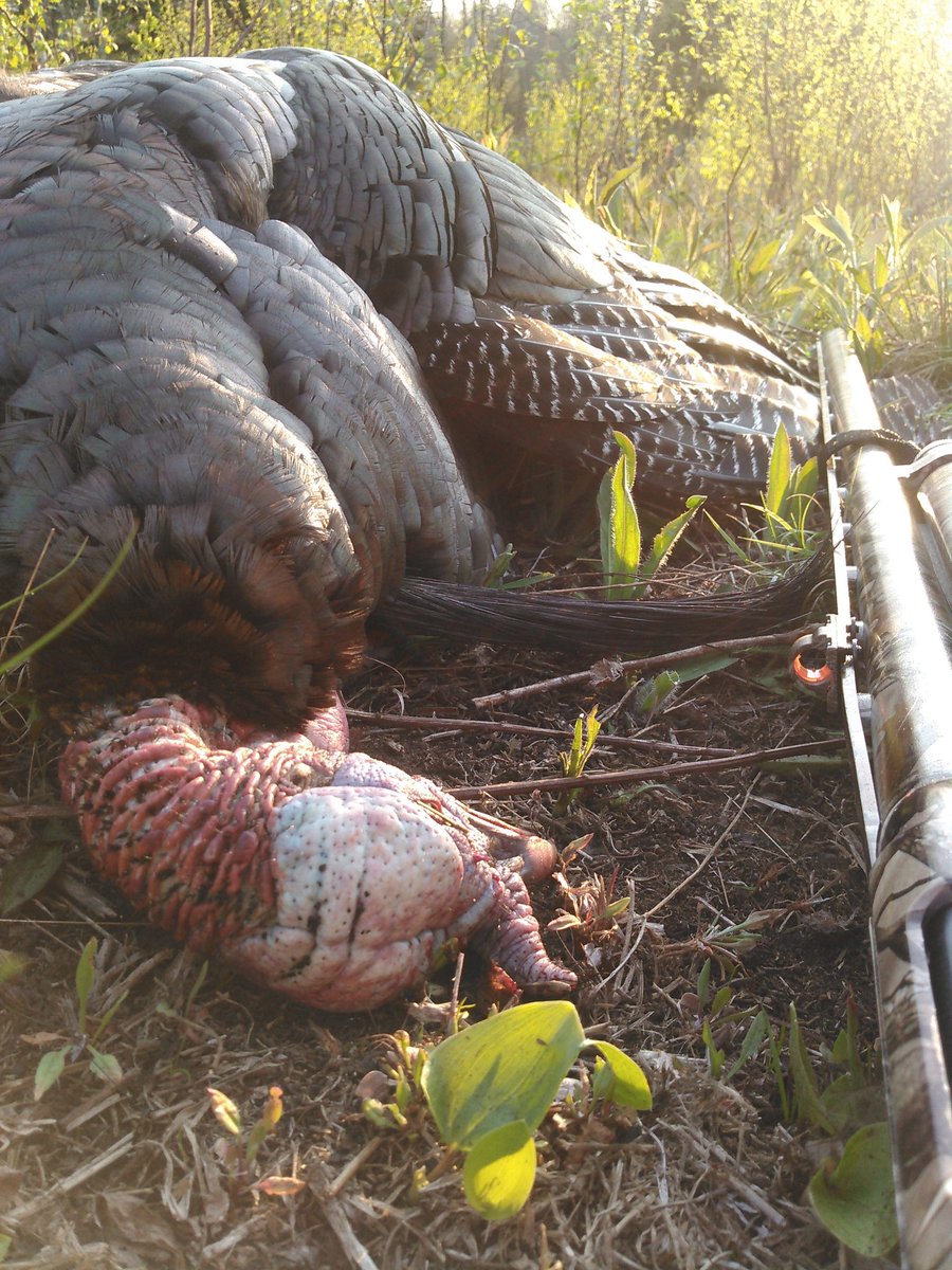 WMOMedia's tweet photo. The Hammock Seat, tactical backpack and the Beard Buster shotgun sight are a killer trio for turkey hunting. #deadringerhunting #beardbuster #hammockseat #deadringertacticalbackpack #deckedoutindeadringer https://t.co/f7BtXtzDZG https://t.co/wGKotZgwFE