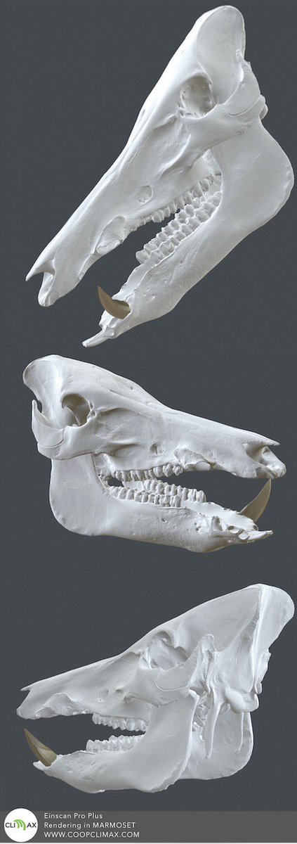 #Cinghiale - scansione 3D 
Sei un #museo? Contattaci a info@coopclimax.com

#scanner3d #3d #scanner