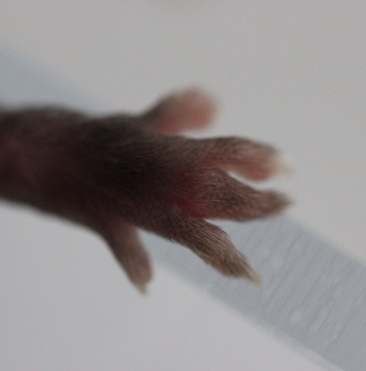 impc's tweet photo. Today’s #GeneOfTheDay is #Pstpip2. Full name: proline-serine-threonine phosphatase-interacting protein 2; Phenotype associations include abnormal digit morphology and hypoactivity. More information and data: https://t.co/hjZ6nuDK7J  #Genetics https://t.co/dU8QEe2Jy7