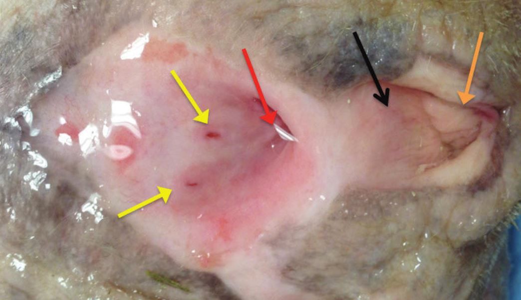 AVMAJAVMA's tweet photo. Surgeons describe successful treatment approach for a dog with a rare congenital condition that caused urine to drip out of the abdomen. https://t.co/o9CTTje1Nv https://t.co/5PcG7BH9US