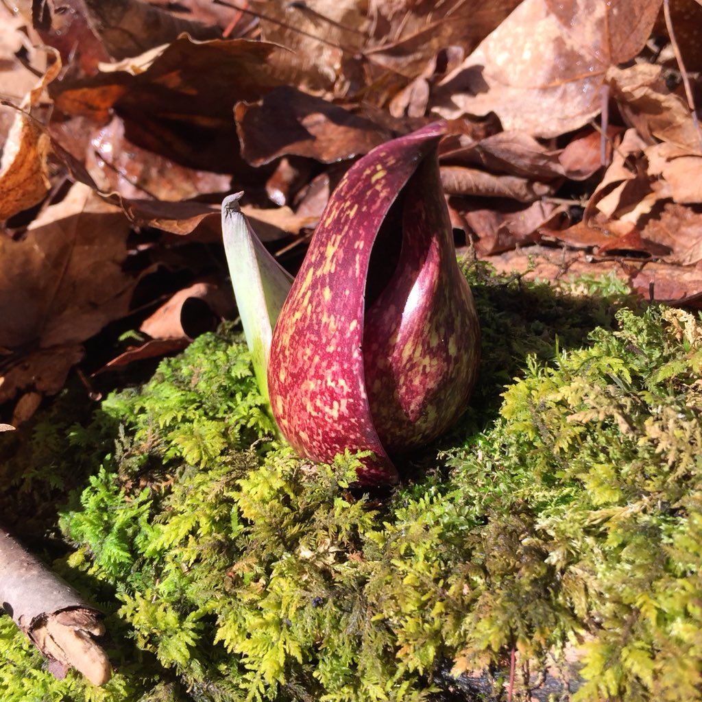 What’s beautiful but a little stinky? Skunk Cabbage! Search for this spring plant on today’s hike @ 10:30. Meet @ Inn entrance.