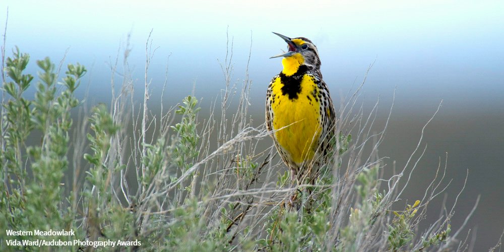 audubonsociety's tweet photo. Birds that rely on grassy habitats—like melodious meadowlarks—are among North America's fastest declining species. https://t.co/0gqHNiinie https://t.co/EBRJqfxzbs