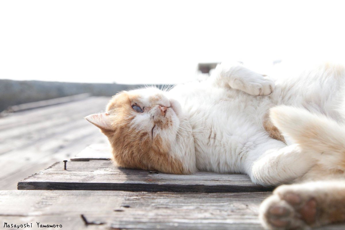 nekoiroiro's tweet photo. 島猫ちゃんのお許し
#tachineko#東京カメラ部 #カメラ部 #立ち猫 #站立貓 #ねこ #猫 #neko #猫来る #standingcat #cat #貓 #ネコ #ぺろにゃん #野良猫 #みんねこ #島猫 #舌猫 #catlover #catlove #catjump #selfcat #catsofinstagram #catgram #photo #instcat #catphoto #7catdays #neco https://t.co/sPobkJGRsy