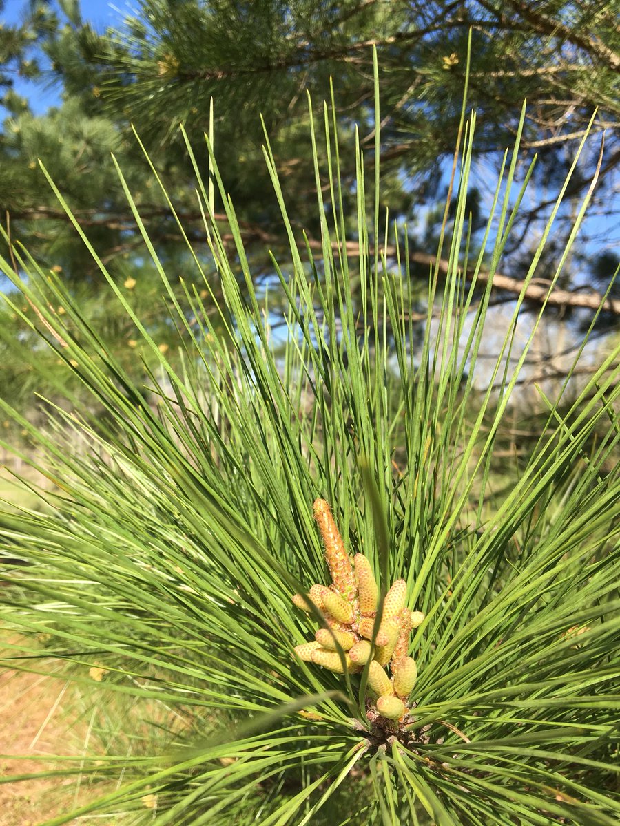 chunkinplastic's tweet photo. #nature #DiscGolf https://t.co/XBxRfjxuOV