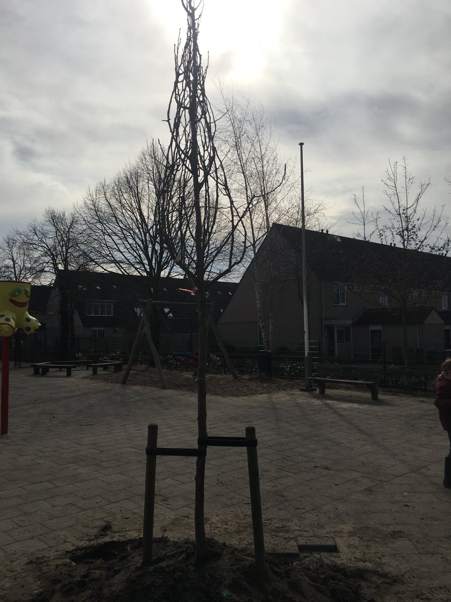 FranciscusEde's tweet photo. Ons groene schoolplein ziet er weer fantastisch uit! Perenboom, bessenstruiken en kruiden geplant. Dankzij alle hulp en subsidie van Foodfloor. #NLdoet  #nldoet2018 #ouderparticipatie #foodvally #foodfloor #groenespeellplein https://t.co/gyOpS4UQDx