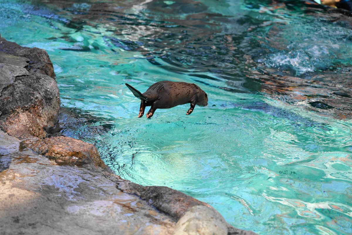 失われた野生ｗ「コツメカワウソ」は無音で水に飛び込めると飼育員が説明した直後ｗｗ