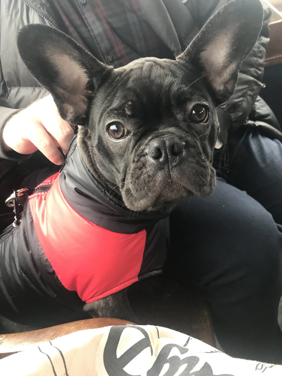 BobbytheFrenchy's tweet photo. Loving life in the Lake District! #frenchie #frenchbulldog #frenchielife #frenchiesofinstagram #frenchiepuppy #LakeDistrict #myfirstholiday https://t.co/SNWIUKkNom