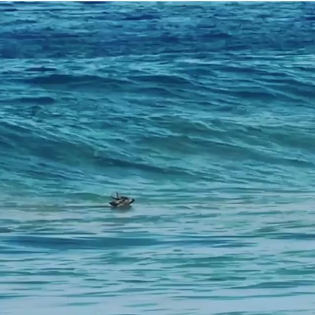 trickfarm's tweet photo. Surf deer. Deery Me. 🤙#surf #surfing #surftrick #instadeee #ohdeer #wave #wavey 🌊 cred: https://t.co/zS5Iwaq6Bo https://t.co/ftFeXQZhbC