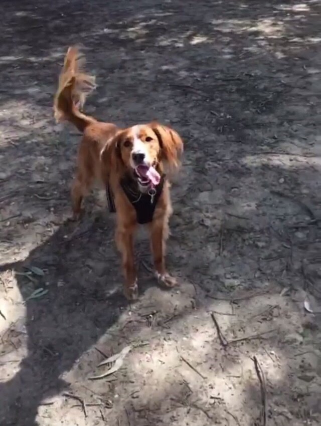 ChePelosi's tweet photo. Pensateci prima di prendere un cane, non è una moda.. https://t.co/R5l8x1MVr4 https://t.co/QjUEJHOH0l