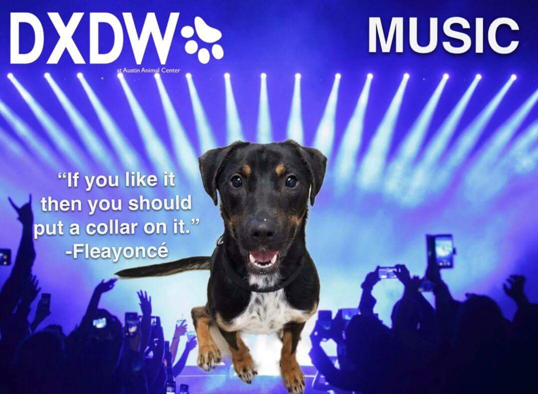 austinanimals's tweet photo. DXDW starts TODAY! No fee dog adoptions, free swag for adopters and lots of fun for everyone. We're opening an hour early at 10am so come down and find a new best friend! https://t.co/Fy5zZseYar