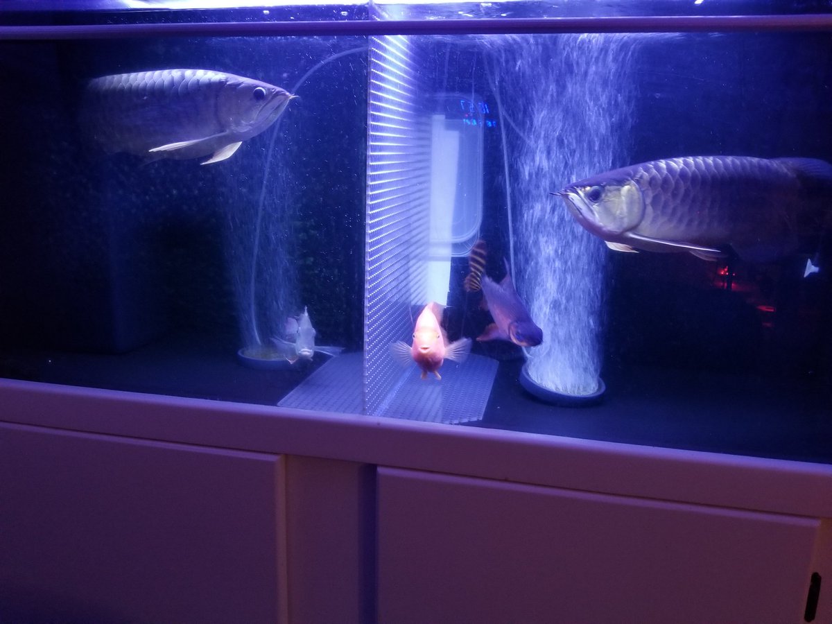 アオリの冷徹 障泥烏賊 En Twitter ナイトアジアアロワナ このライトなんか好きです アジアアロワナ 過背金龍 藍底過背金龍 リツイートした人全員フォロー 熱帯魚 爬虫類好きと繋がりたい