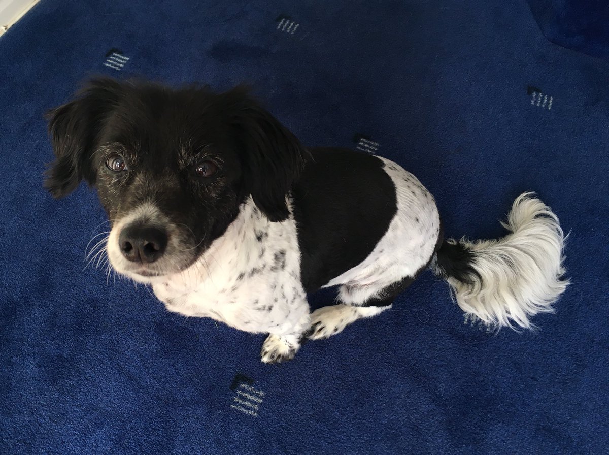 tudoradam's tweet photo. #bestbitch #crufts https://t.co/qGnczXWkIi