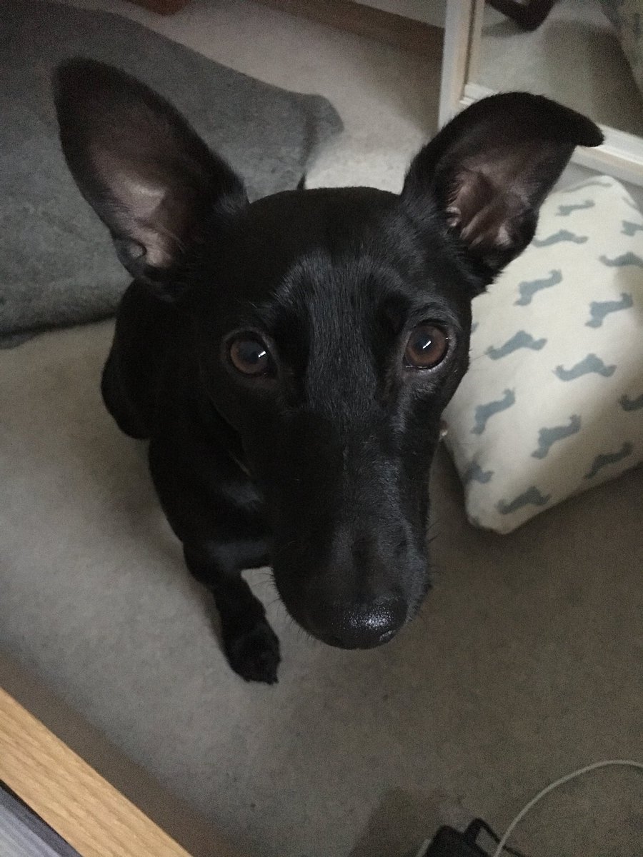 Terrier Terrier