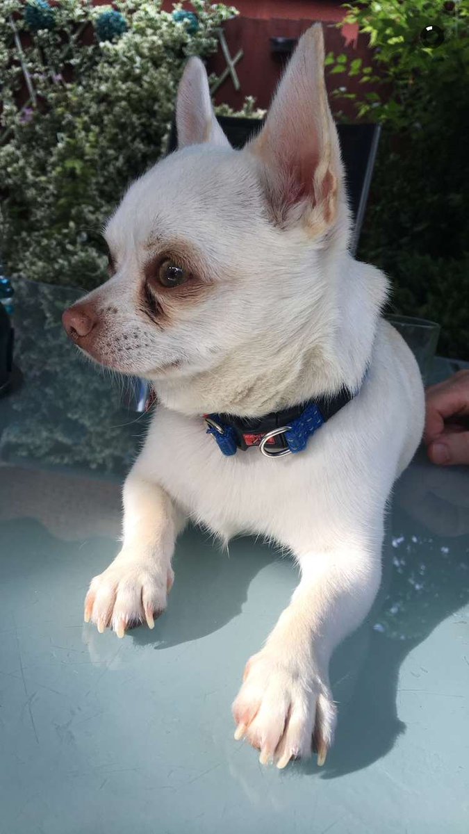 Steph_Regan's tweet photo. @clarebalding @Channel4 This is Finley we found him abandoned on the street 2 years ago! He is the loveliest dog with a huge personality &amp; just loves life! So please consider getting a rescue,it will be the best thing you ever do. Nothing beats that little tail wag every time they see you! #cufts https://t.co/hVDaEpWq9p