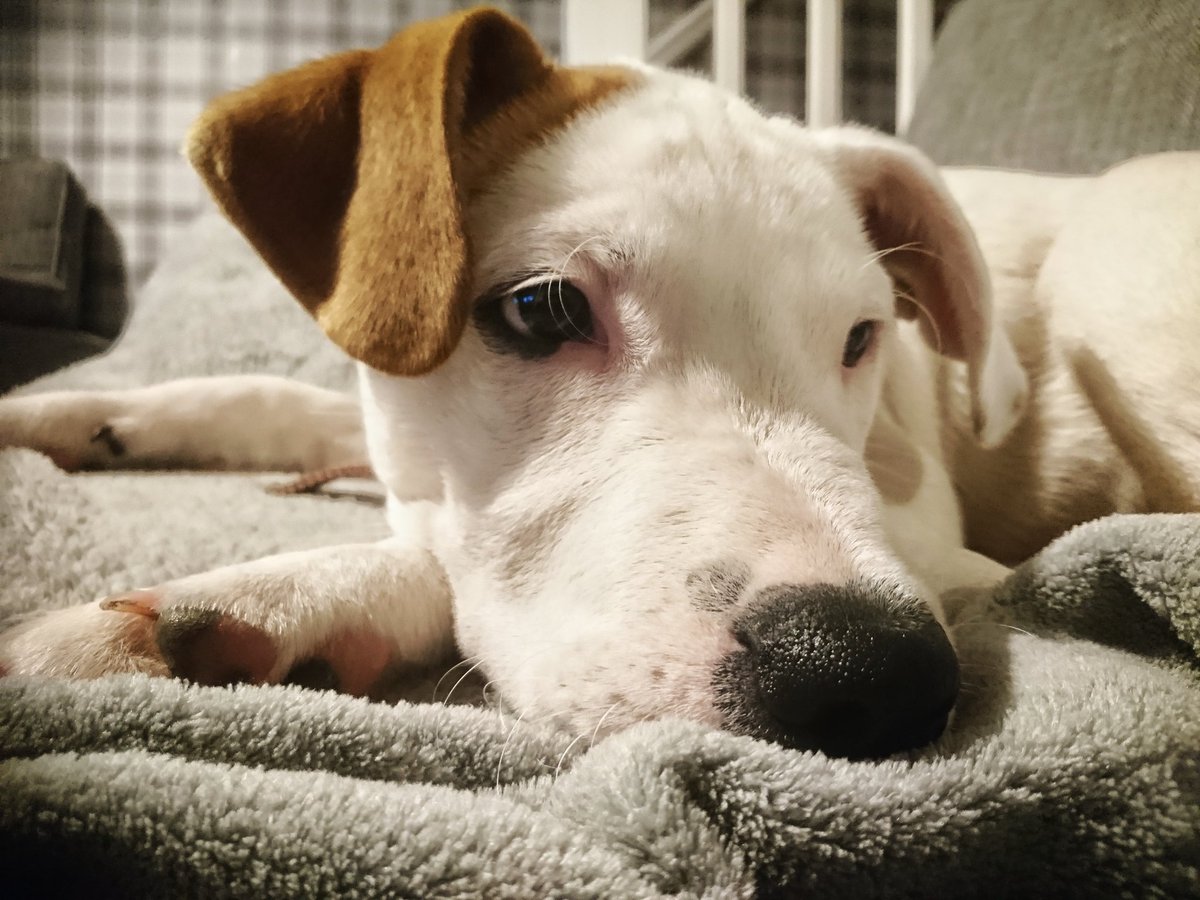 images_ag's tweet photo. @channel4 This is Patch a 5 month American Bulldog x Staffy. We brought him home from a rescue centre last week, he's settled in brilliantly and made us so happy!! #crufts https://t.co/5vmjE3Uqzn