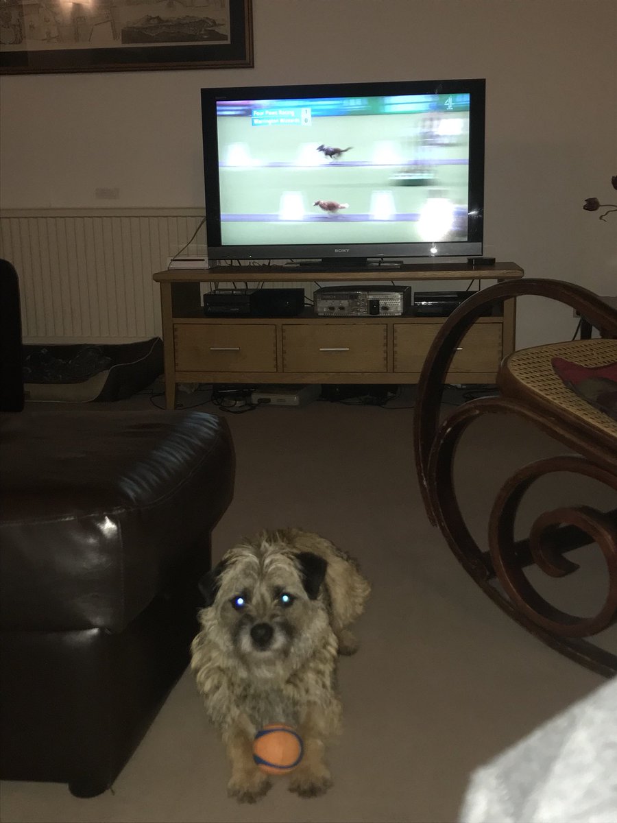 AndyVick_no1's tweet photo. @crufts #crufts Cathy wanting to get involved with flyball https://t.co/r3EigLrHGp