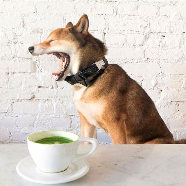 hellofoodieLA's tweet photo. Saturdays amiright!? Curated f … .. #laeats #hellofoodie https://t.co/yPlZnaQq27