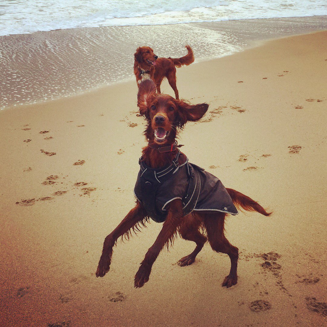 giga_fran's tweet photo. We rescued Mabel through the fabulous Irish Setter and Rehoming - they are supporting us through her medical conditions. Mabel will need heart surgery soon but as you can see is unaware of that! #irishsetter #Crufts2018 #crufts  #AdoptDontShop https://t.co/eI87Df7w9t