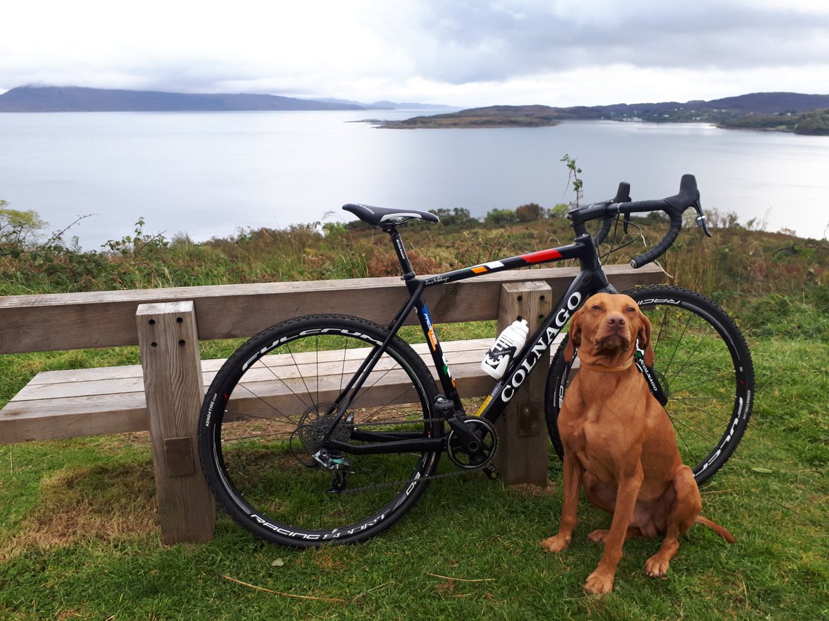 ThePinHouse's tweet photo. Harris is my Hungarian Vizsla Welfare Charity rescue. He is 5 years old and has suffered with many health and behavioural issues since he came to us at 18 months old. He is a work in progress and a special character with so much love.  @Crufts https://t.co/2BL56hdmAw