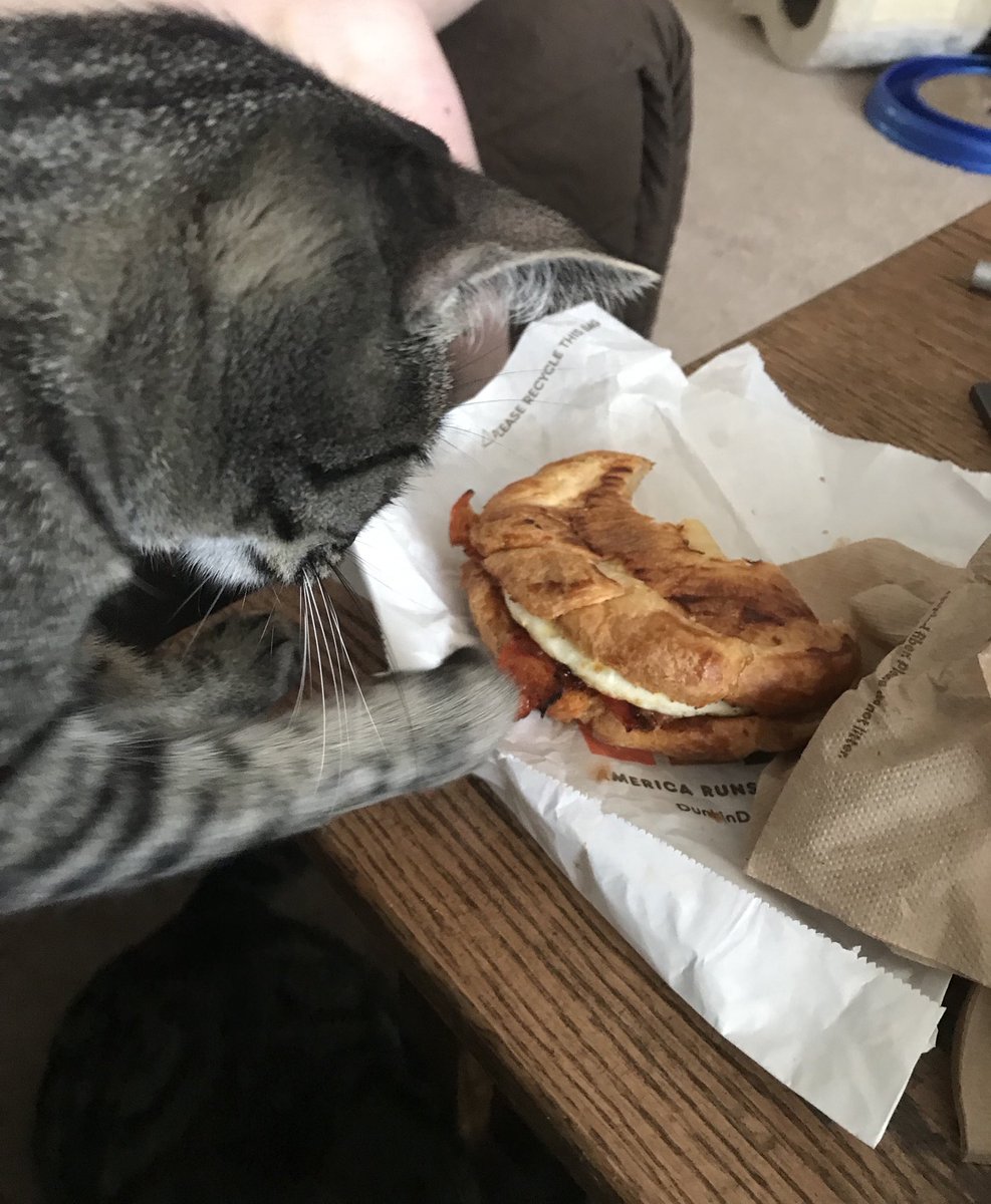LUNA25LEO's tweet photo. nom nom I REALLLY want mommy’s new brown sugar chipotle bacon sandwich. she said it’s soo good and i’ve been trying to steal a little piece 🤫🥓 #SaturdayMorning #Caturday #Cats #ItsDunkinTime @dunkindonuts https://t.co/PlGH5RJQ4I