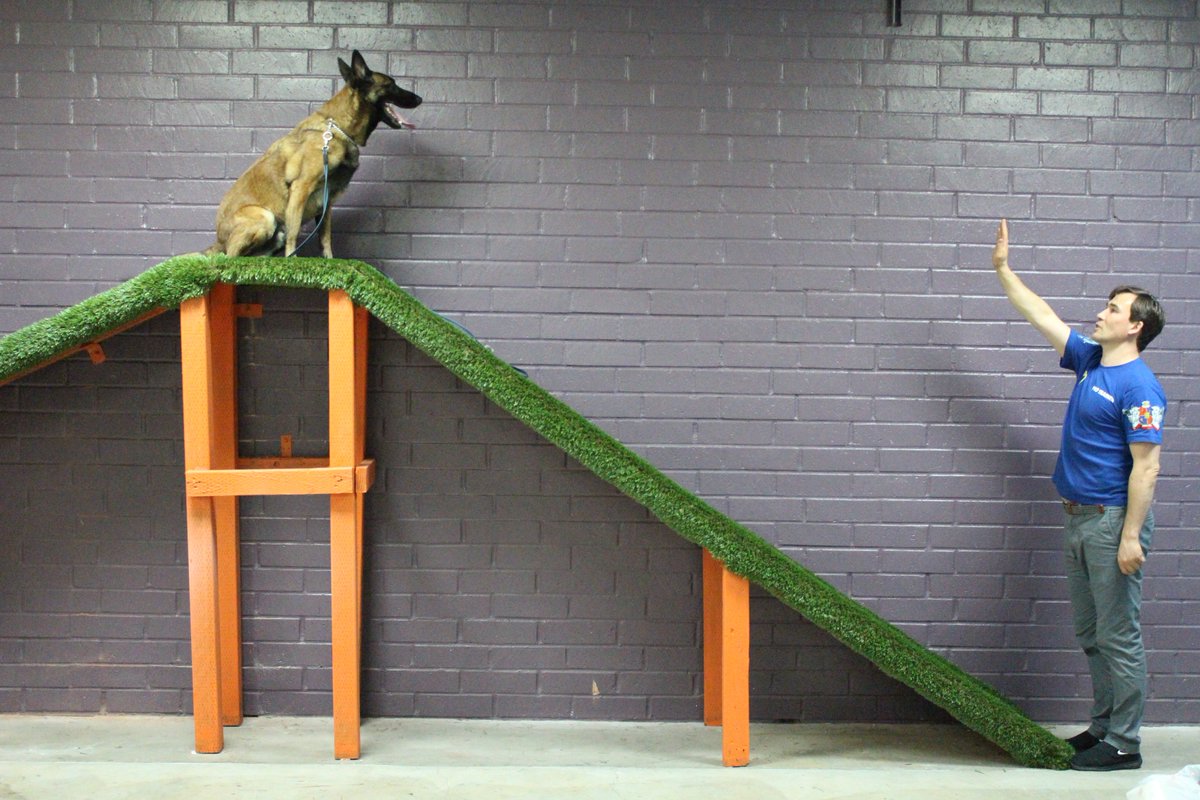 MasterDog22's tweet photo. Agility training is the best way to improve your dog’s skills and make it more confident! Call us now to get more information 818-290-9411 #dogtrainer #dogtraining #agility #daycare #masterdogtraining #maximbasyro #losangeles #northridge #dogs #puppies #puppiesofinstagram https://t.co/0scKVhTj2X