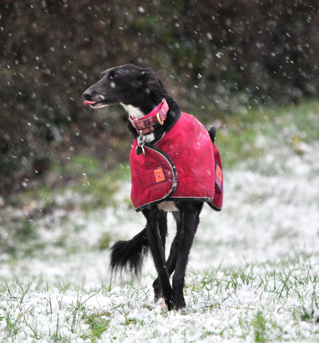 lurcher link muzzles